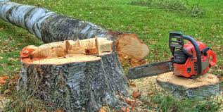 Best Tree Risk Assessment  in Northwest Harbor, NY