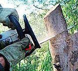 Best Tree and Shrub Care  in Northwest Harbor, NY