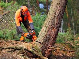 Best Stump Grinding and Removal  in Northwest Harbor, NY