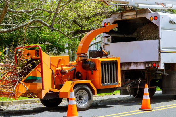 Best Tree Mulching  in Northwest Harbor, NY