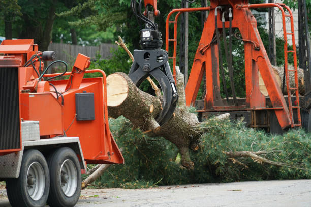 Best Lawn Grading and Leveling  in Northwest Harbor, NY