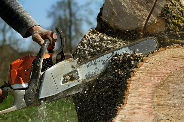 Best Fruit Tree Pruning  in Northwest Harbor, NY